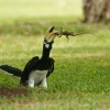 Zoborozec belolici - Anthracoceros albirostris - Oriental Pied-Hornbill 6558